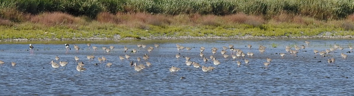 Common Redshank - ML620645612