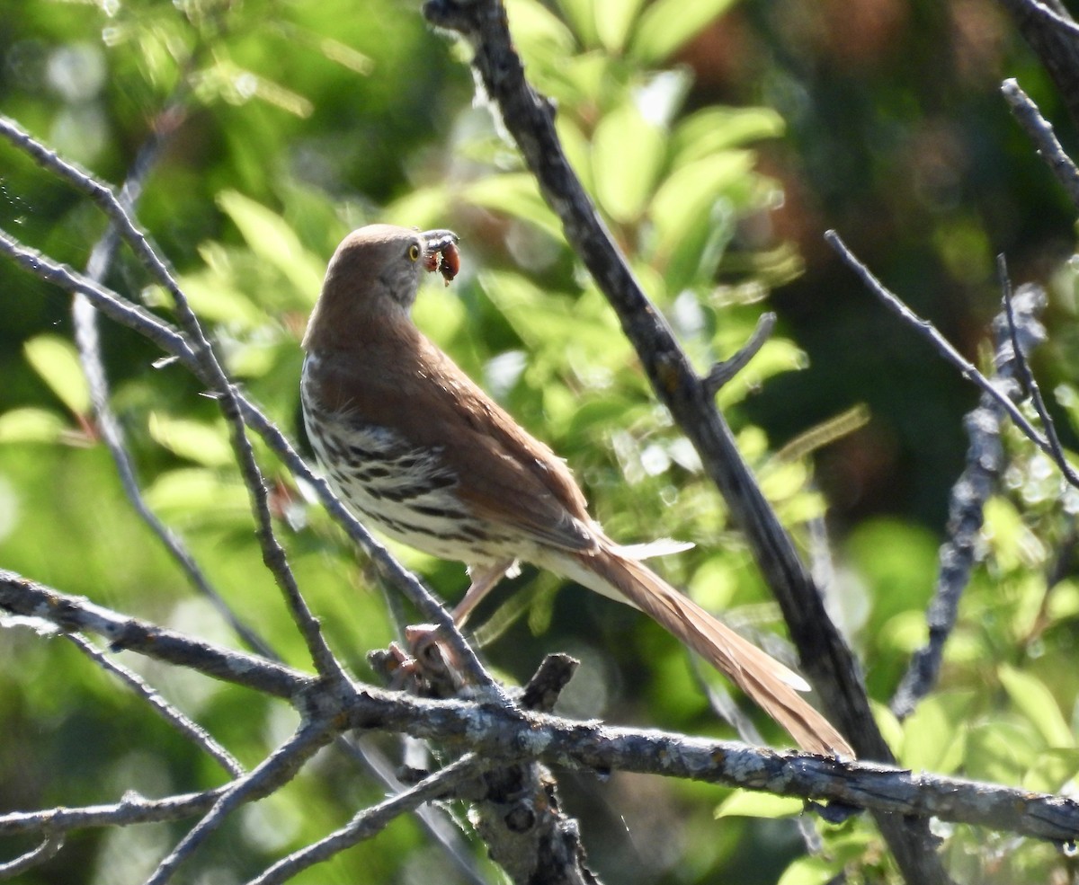 Brown Thrasher - ML620645613