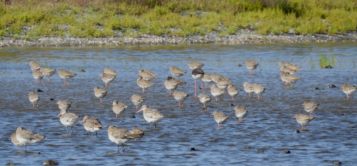 Common Redshank - ML620645614