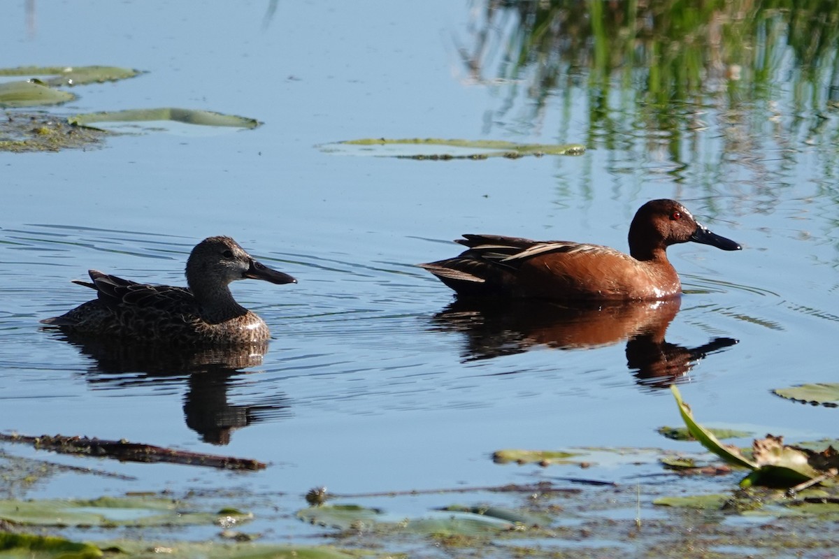 Cinnamon Teal - Jo Ellen Floer