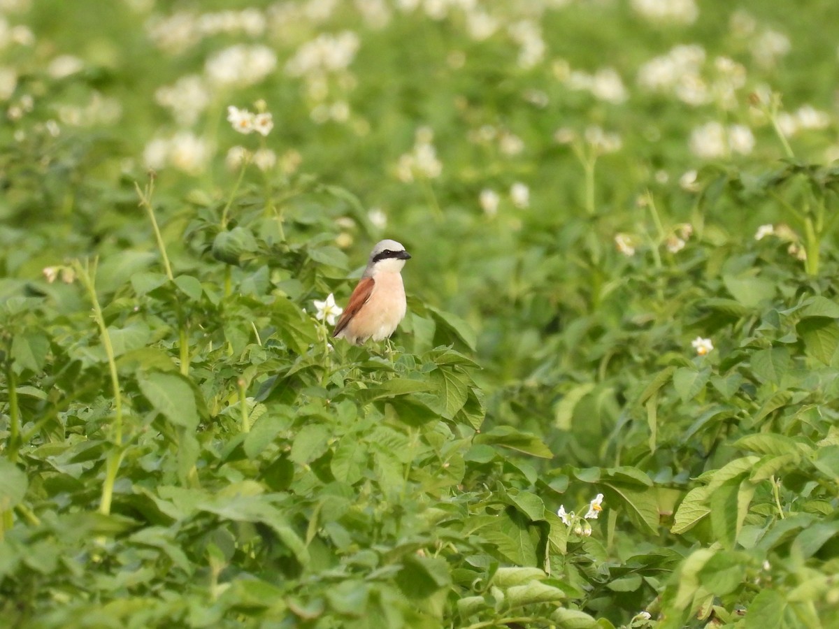 Red-backed Shrike - ML620645618