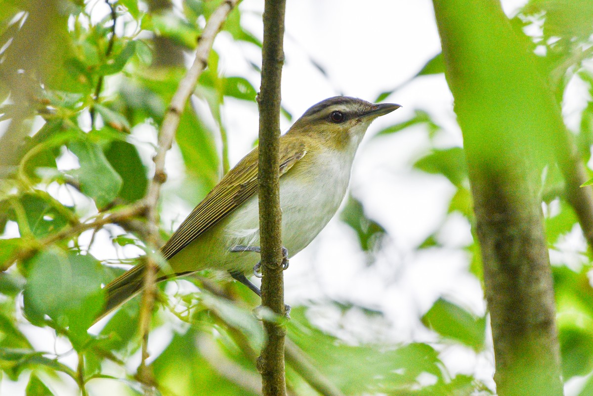 Vireo Ojirrojo - ML620645622