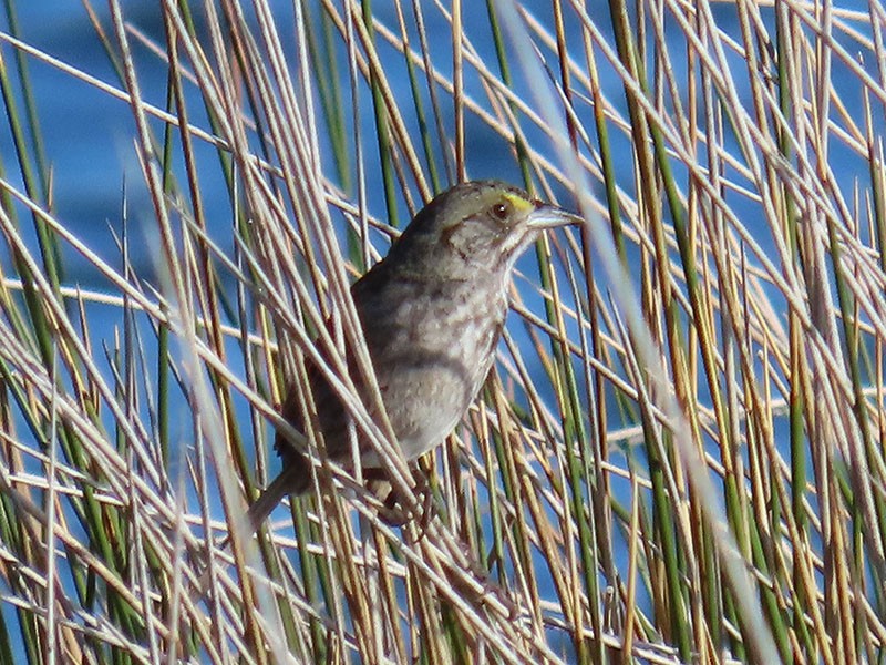 Seaside Sparrow - ML620645630