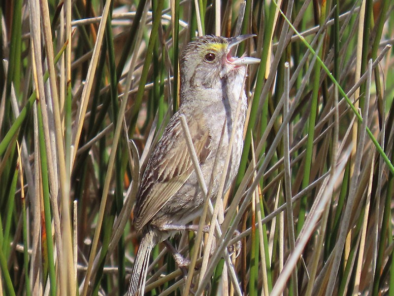 Seaside Sparrow - Karen Lebing