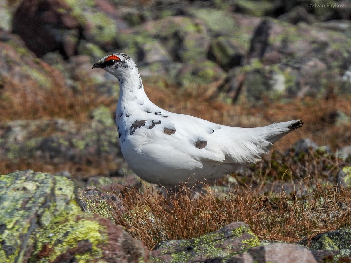 Rock Ptarmigan - ML620645640