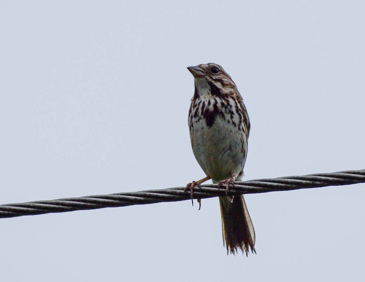 Song Sparrow - ML620645643