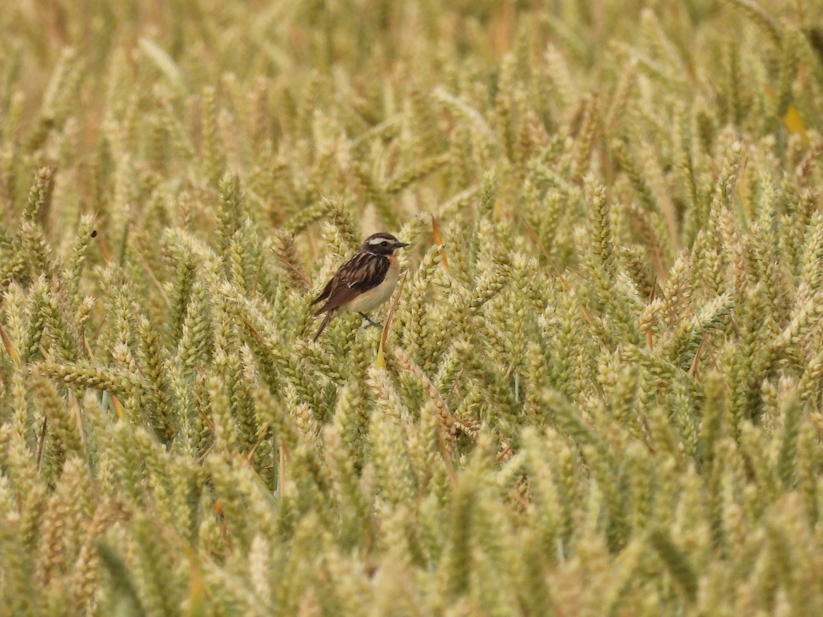 Whinchat - ML620645648