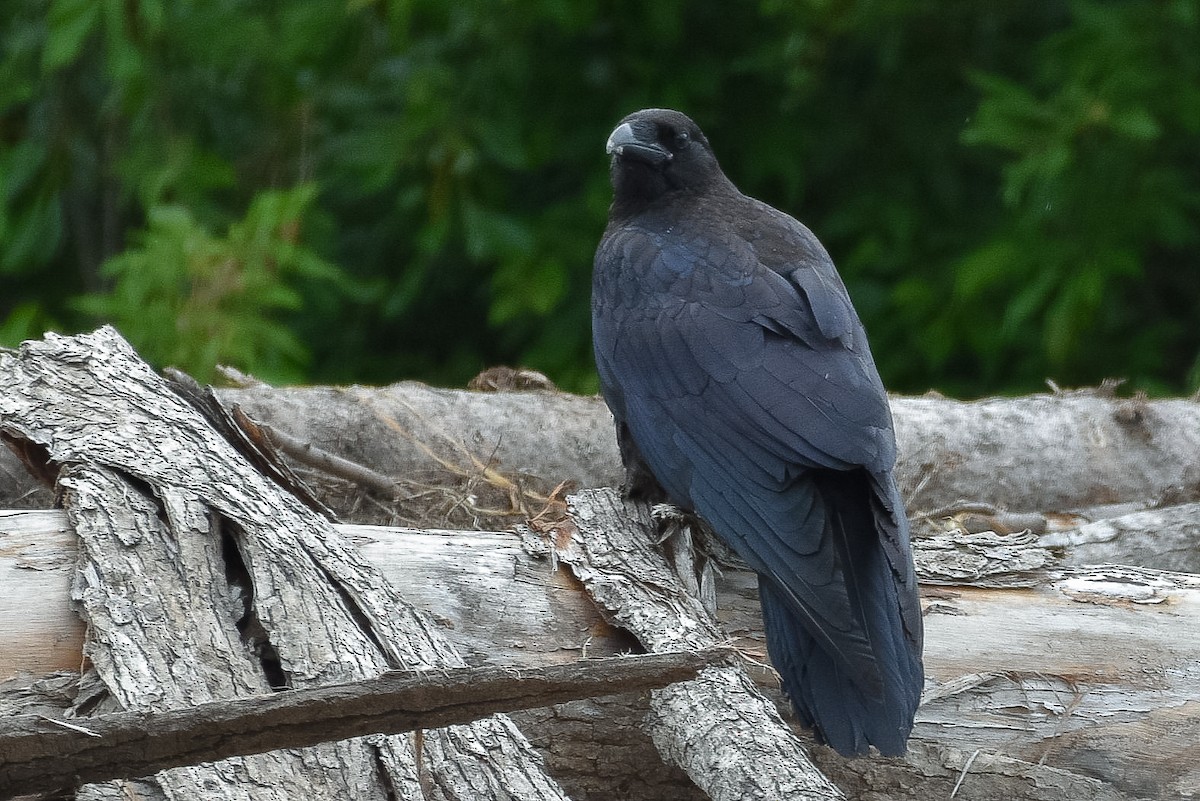 Common Raven - ML620645655