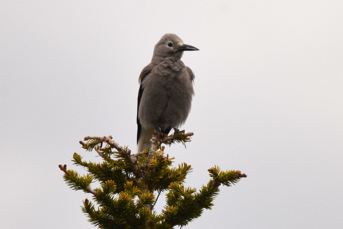 Clark's Nutcracker - ML620645661