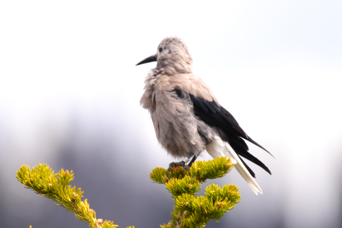 Clark's Nutcracker - ML620645663