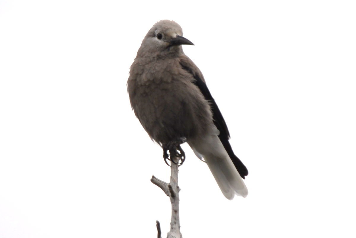 Clark's Nutcracker - Henry deJong