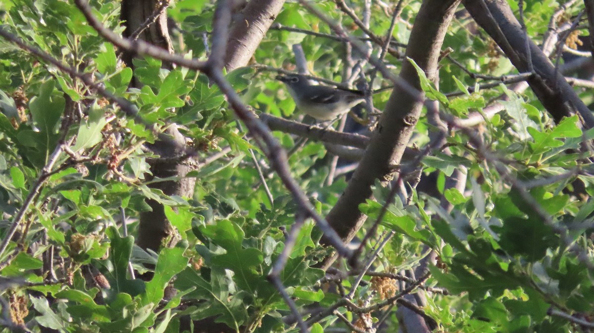 Plumbeous Vireo - ML620645673