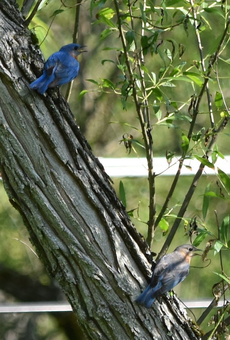 Eastern Bluebird (Eastern) - ML620645678