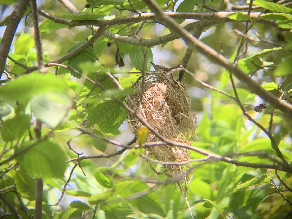 Rotaugenvireo - ML620645682