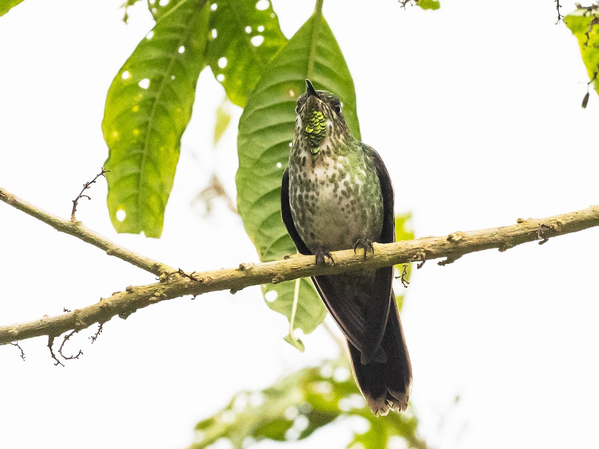 Black-backed Thornbill - ML620645684