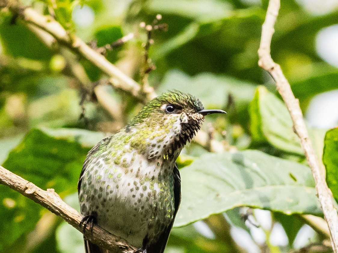 Colibrí Piquicorto Dorsinegro - ML620645685