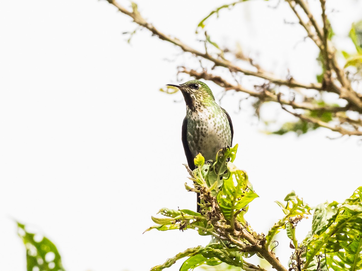 Black-backed Thornbill - ML620645688