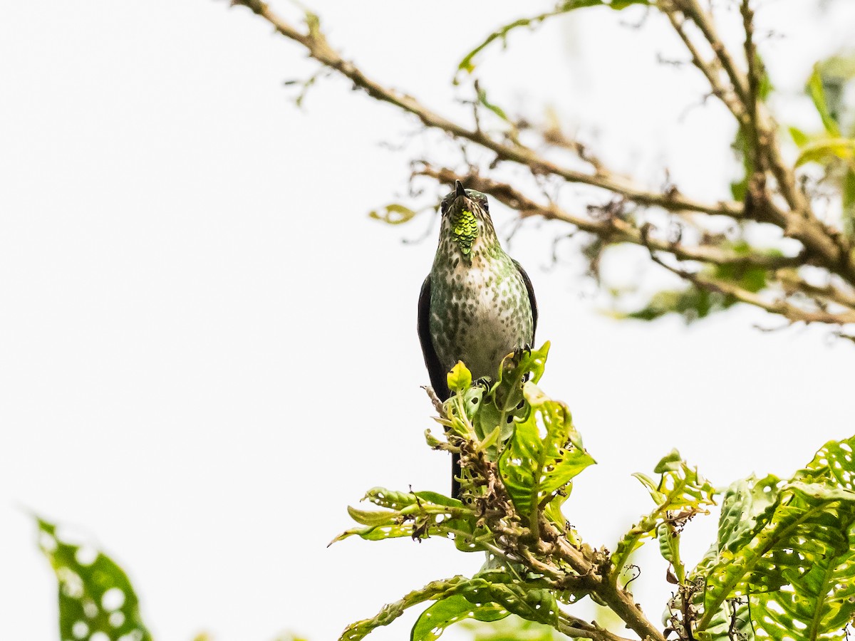 Black-backed Thornbill - ML620645689