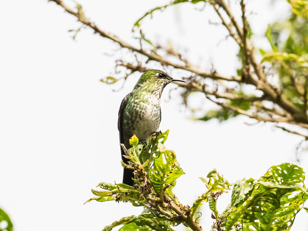 Black-backed Thornbill - ML620645690