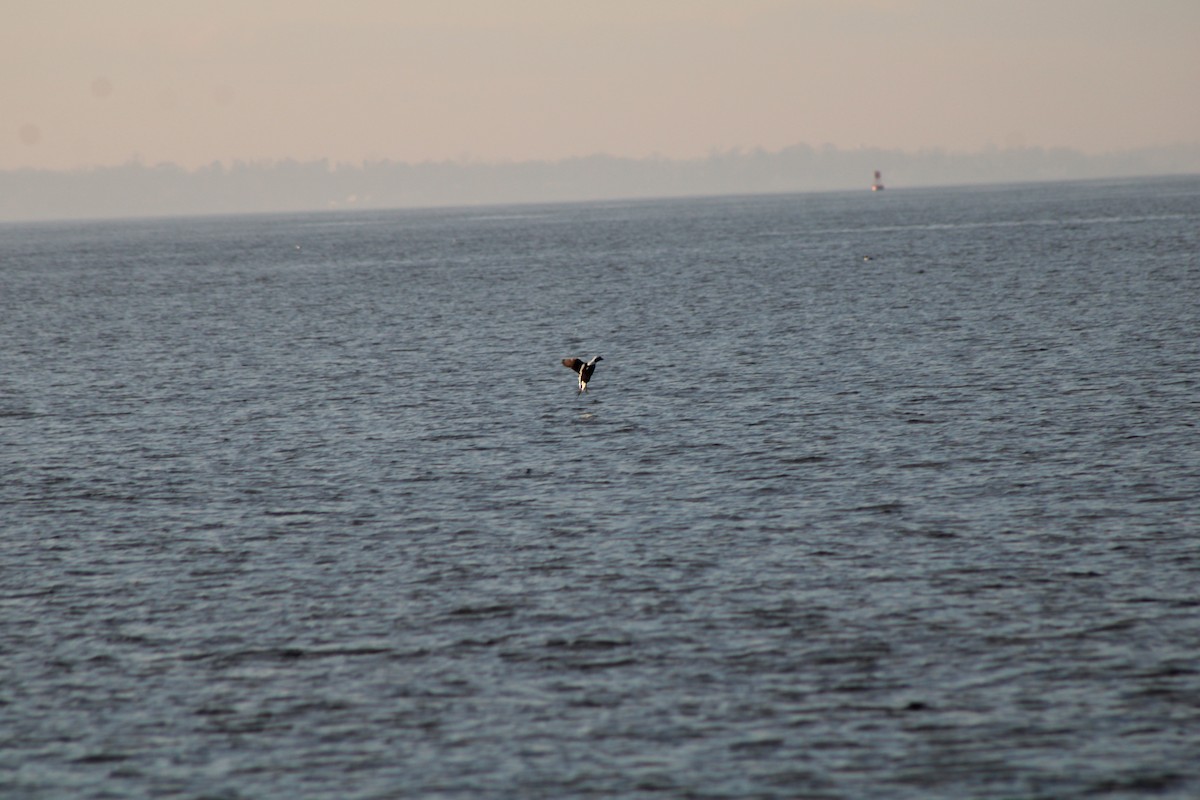 Long-tailed Duck - Jared Ganeles