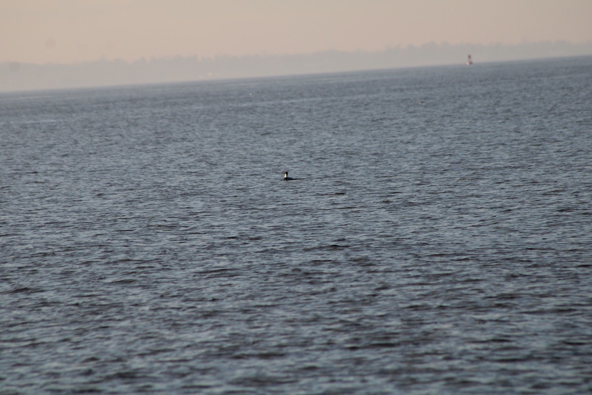 Long-tailed Duck - ML620645697