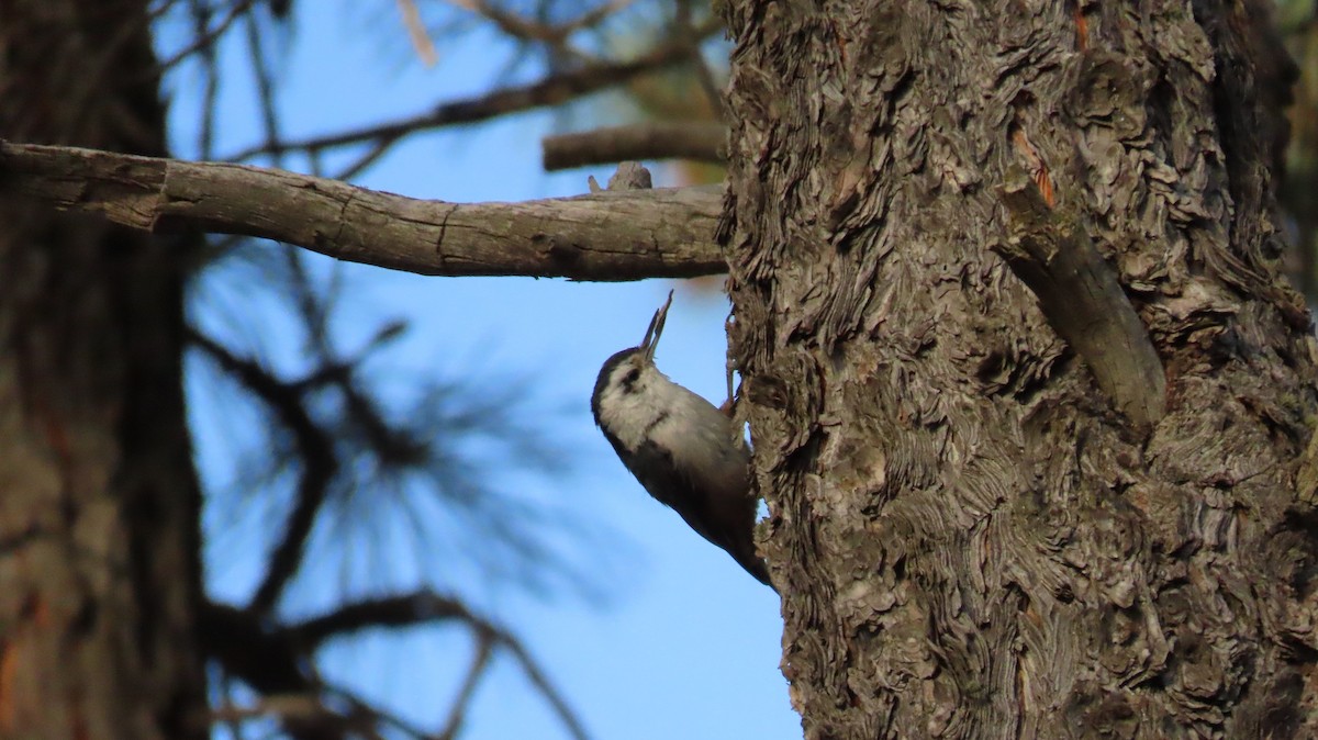 White-breasted Nuthatch - ML620645700