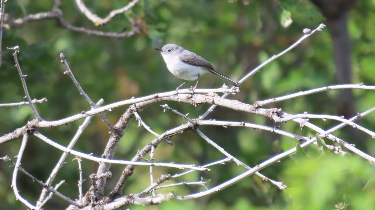 Blue-gray Gnatcatcher - ML620645704