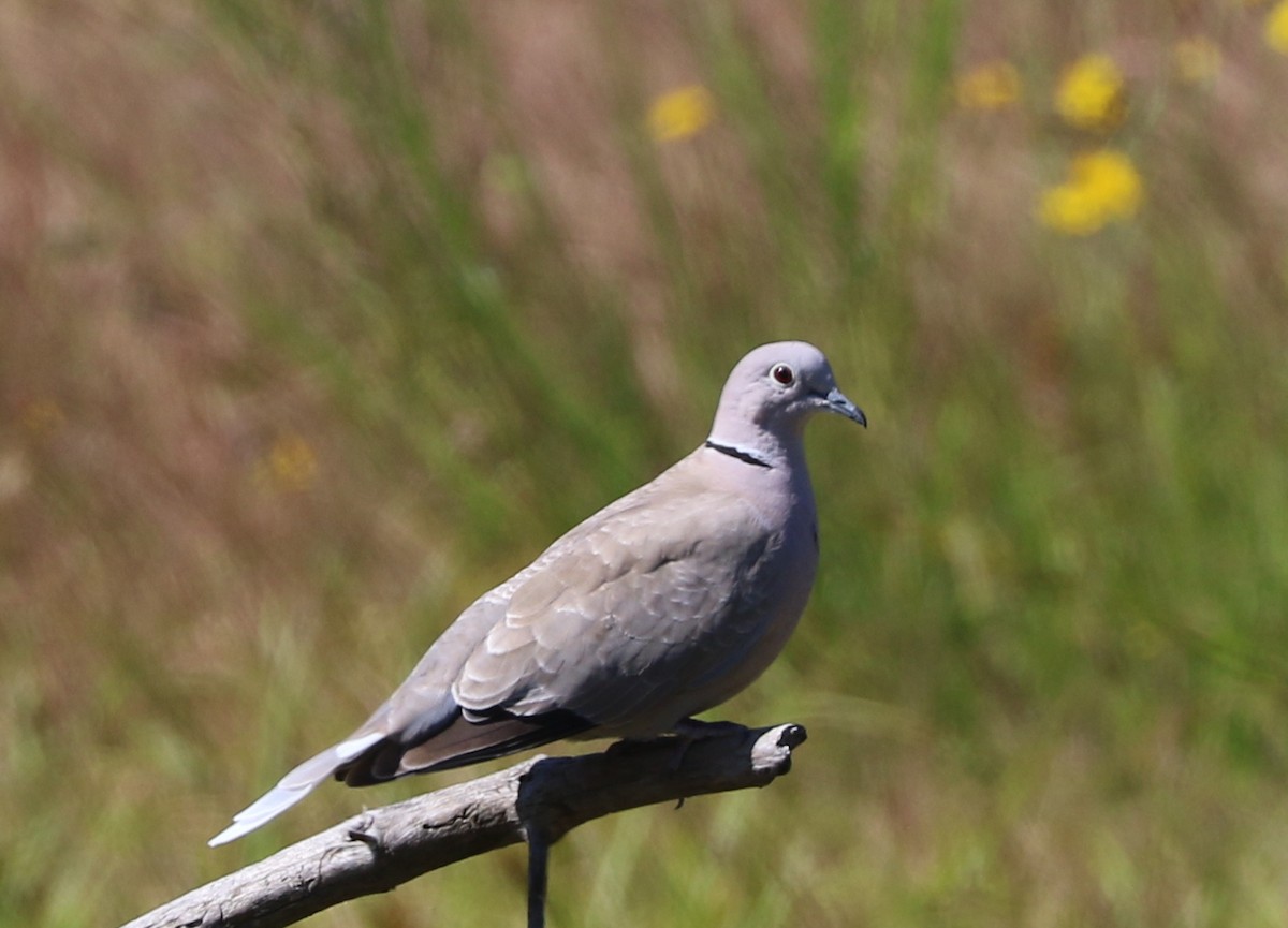 Eurasian Collared-Dove - ML620645706