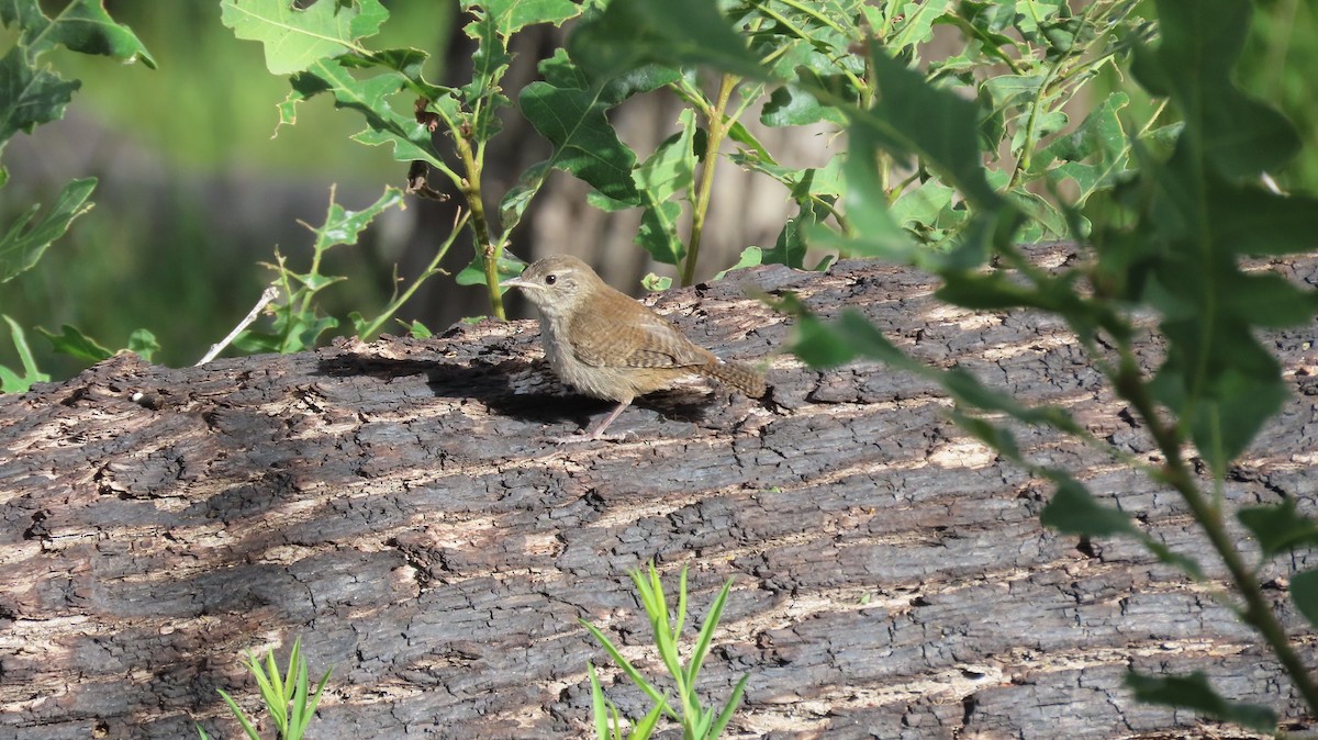 House Wren - Anne (Webster) Leight