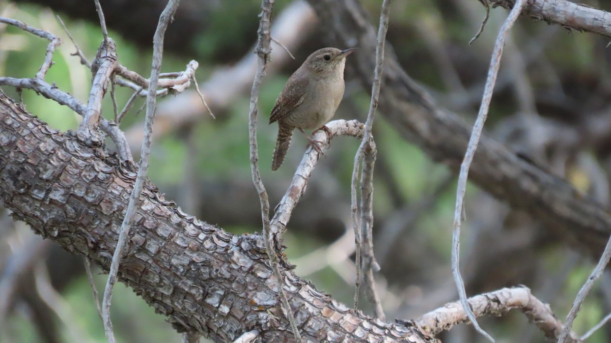 House Wren - ML620645709