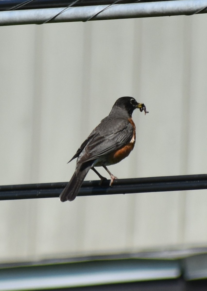 American Robin - ML620645711