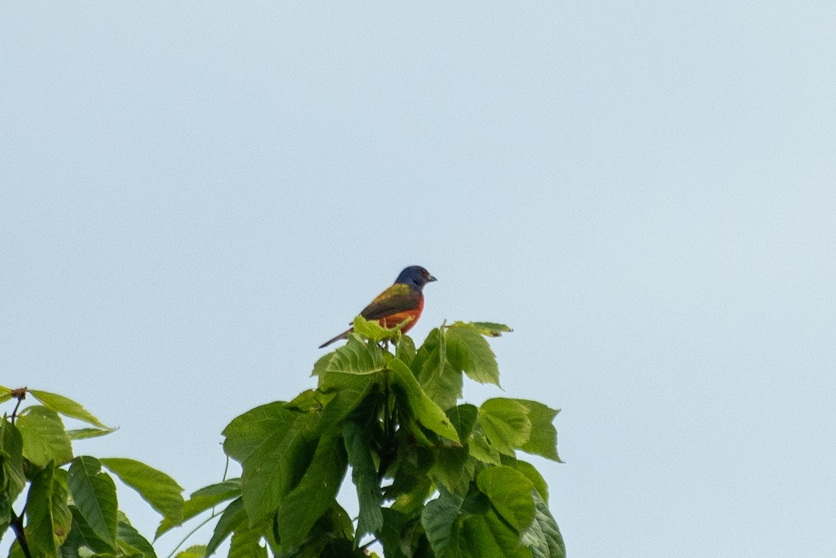 Painted Bunting - ML620645713