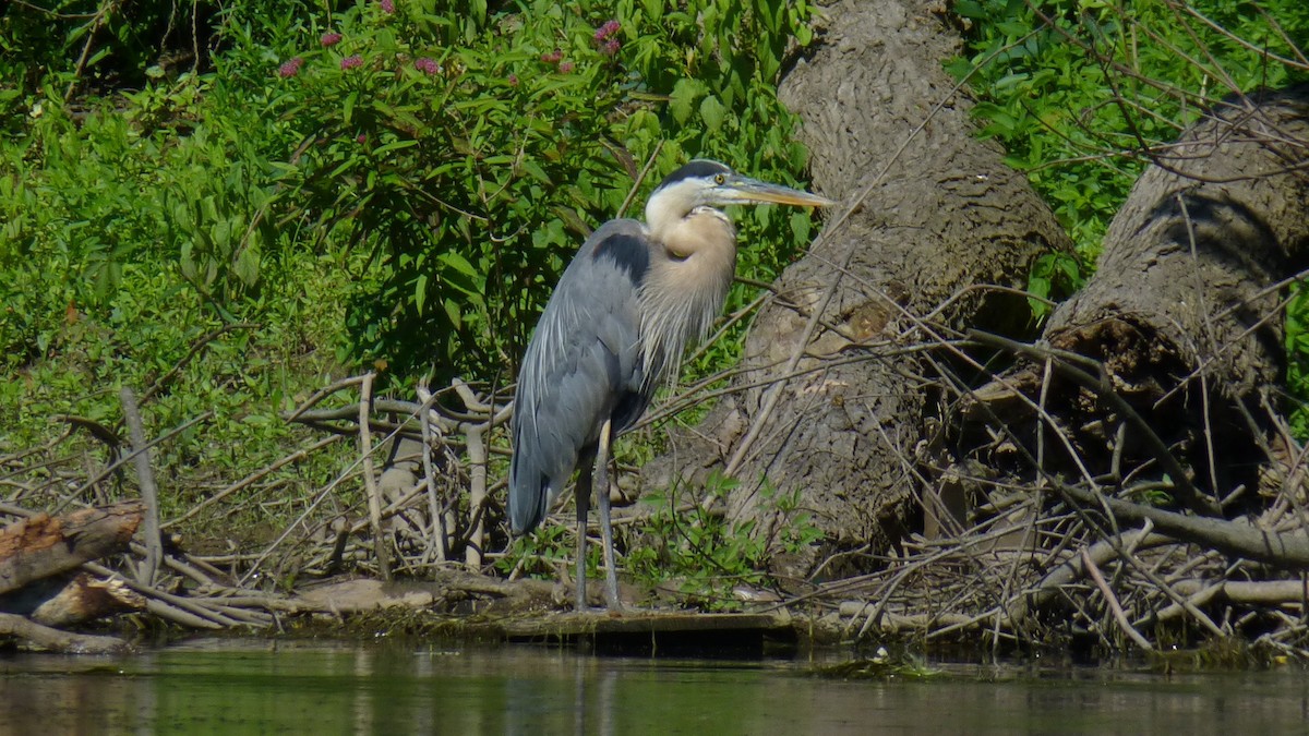 Great Blue Heron - ML620645715