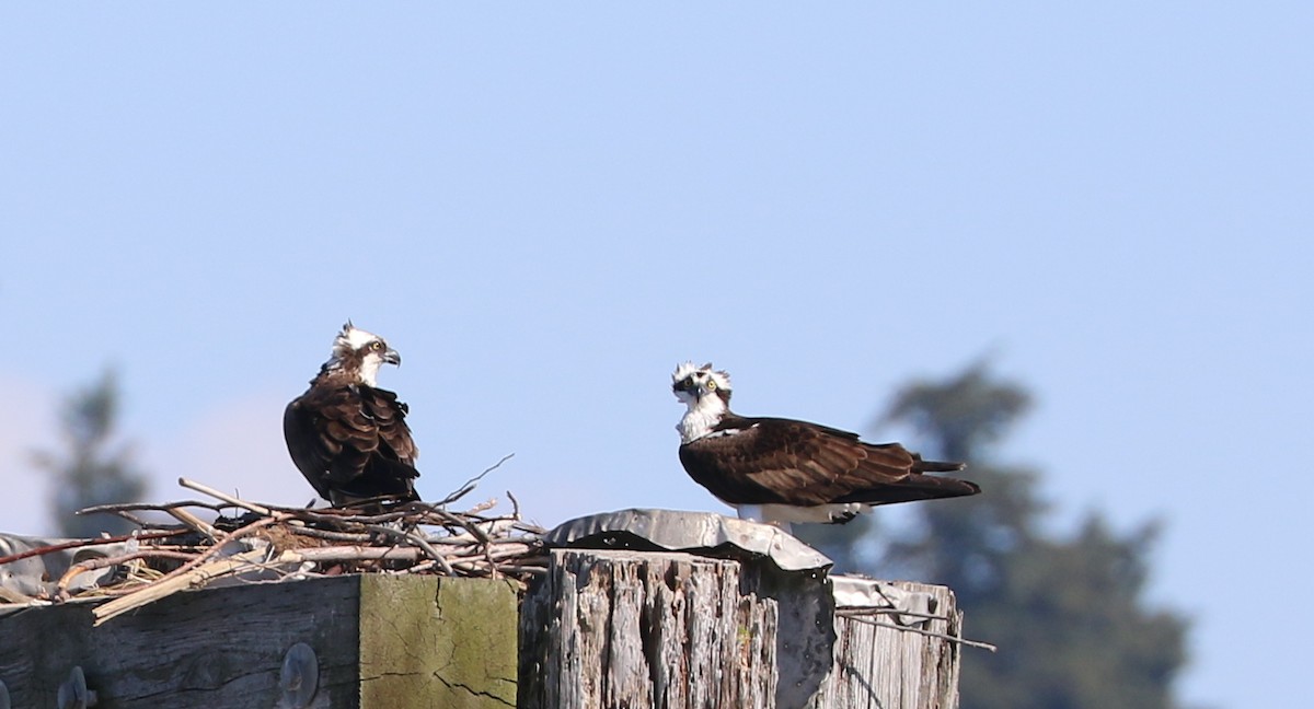 Águila Pescadora - ML620645723