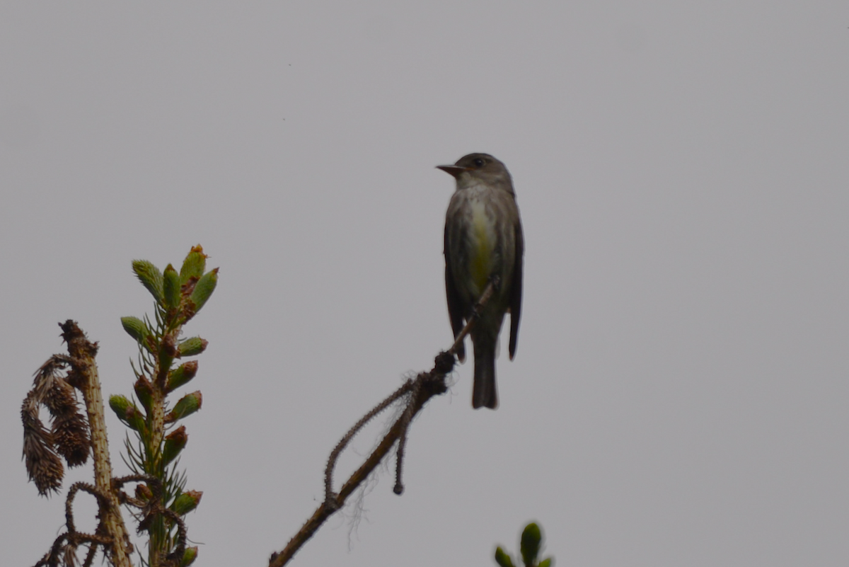 Olive-sided Flycatcher - ML620645739