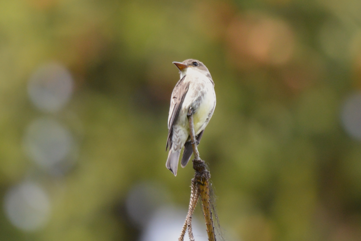 Olive-sided Flycatcher - ML620645740