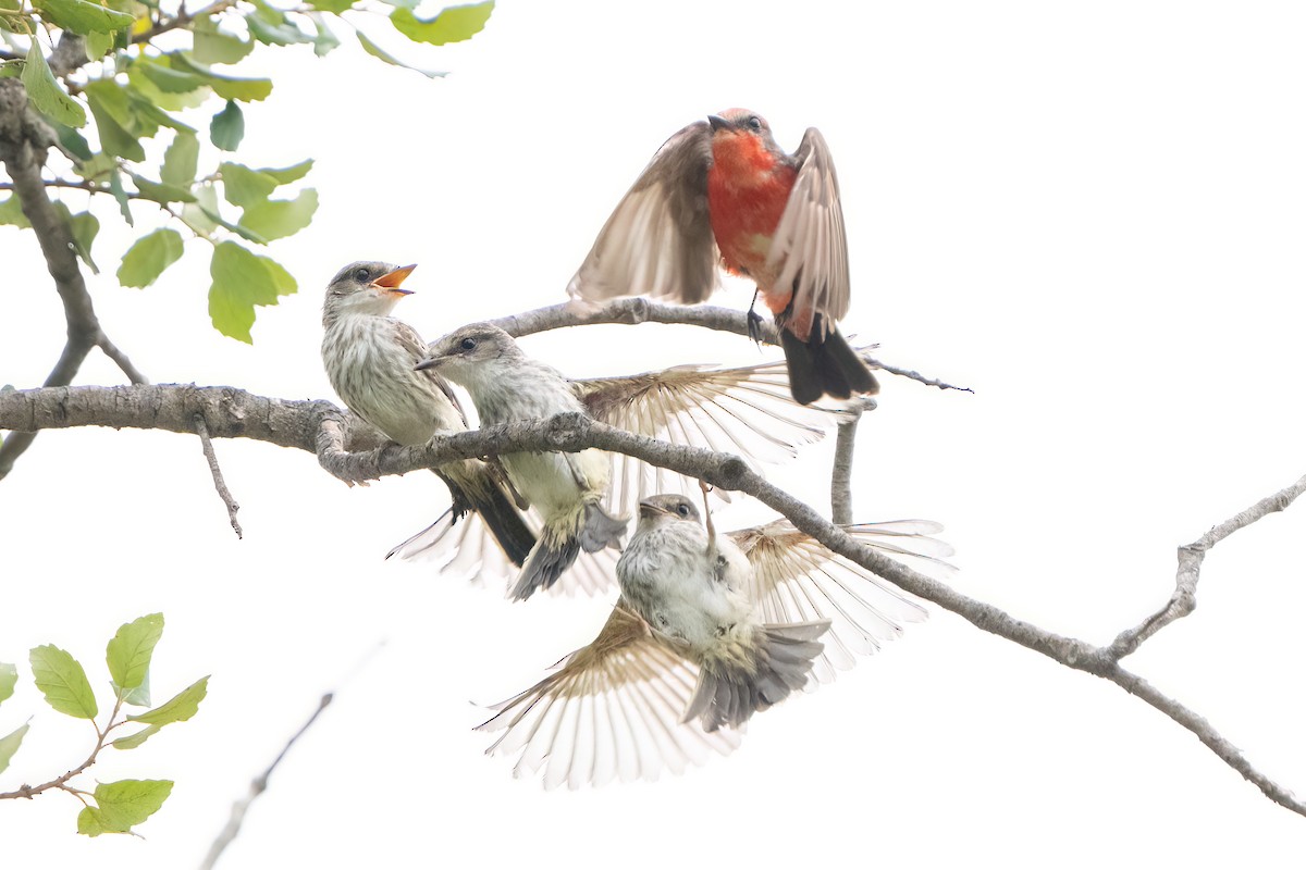 Vermilion Flycatcher - ML620645742