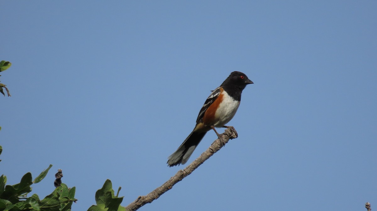 Spotted Towhee - ML620645743