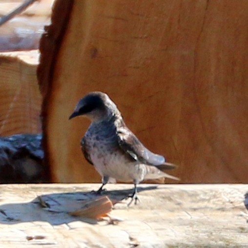 Purple Martin - ML620645744