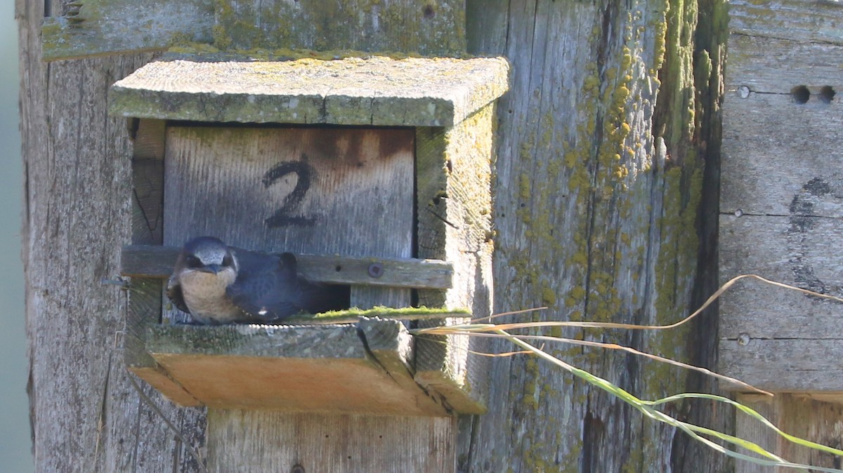 Purple Martin - ML620645745