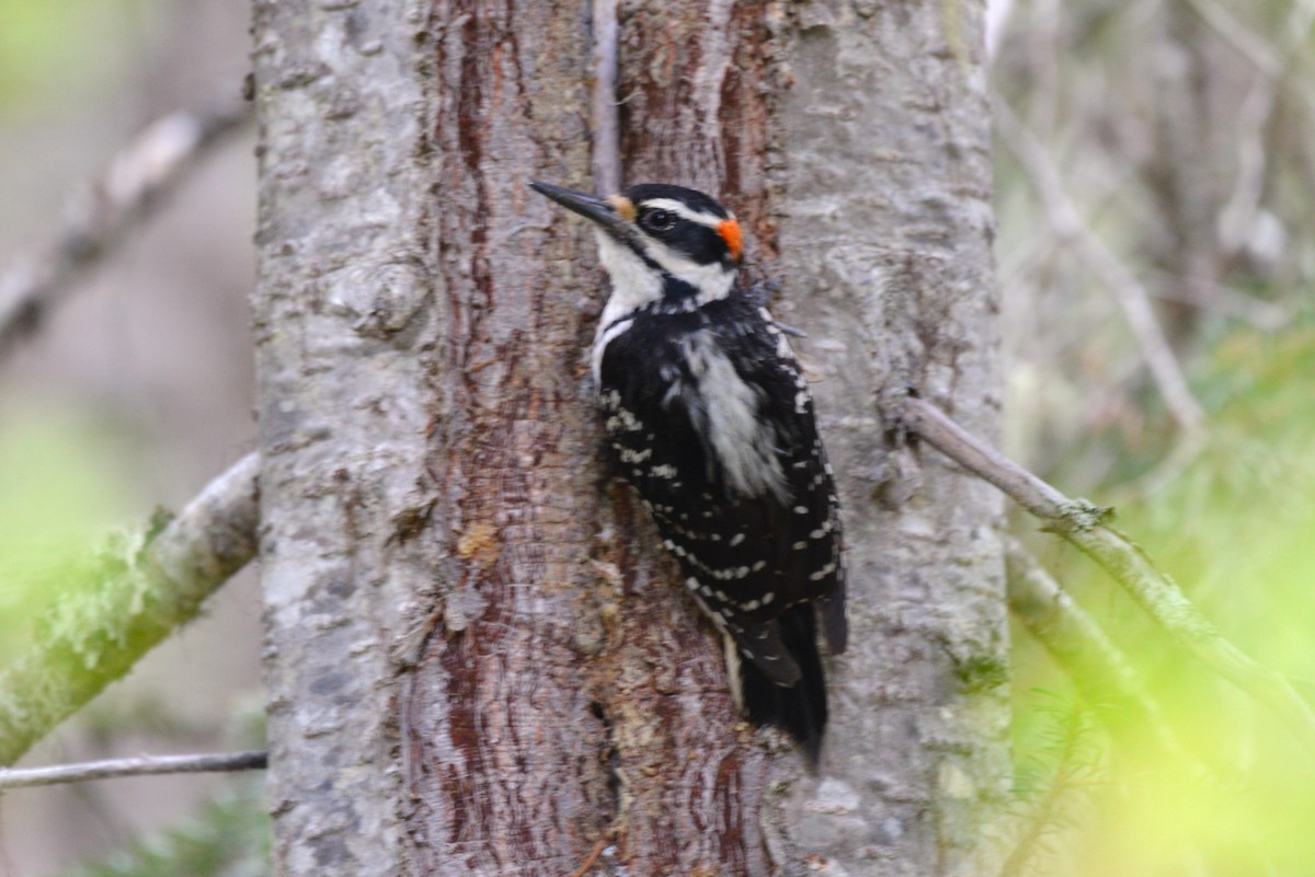 Hairy Woodpecker - ML620645747