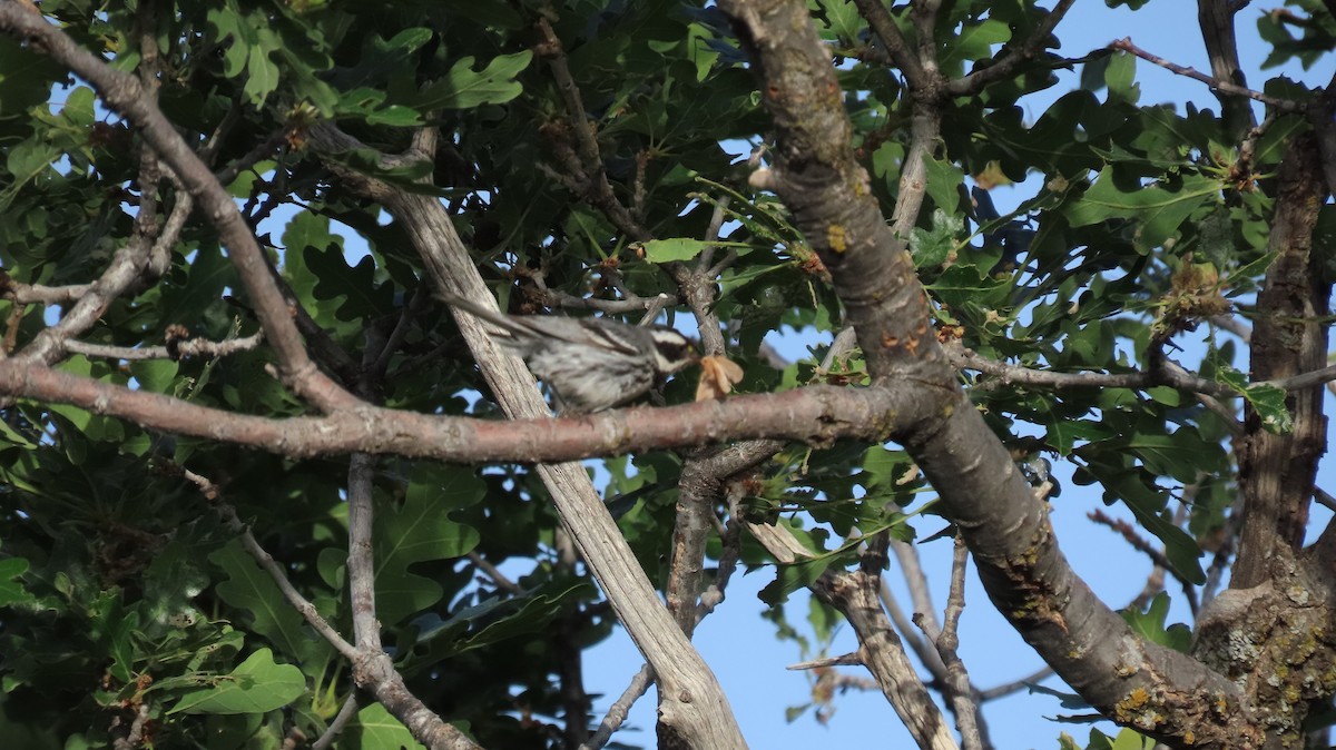 Black-throated Gray Warbler - ML620645750