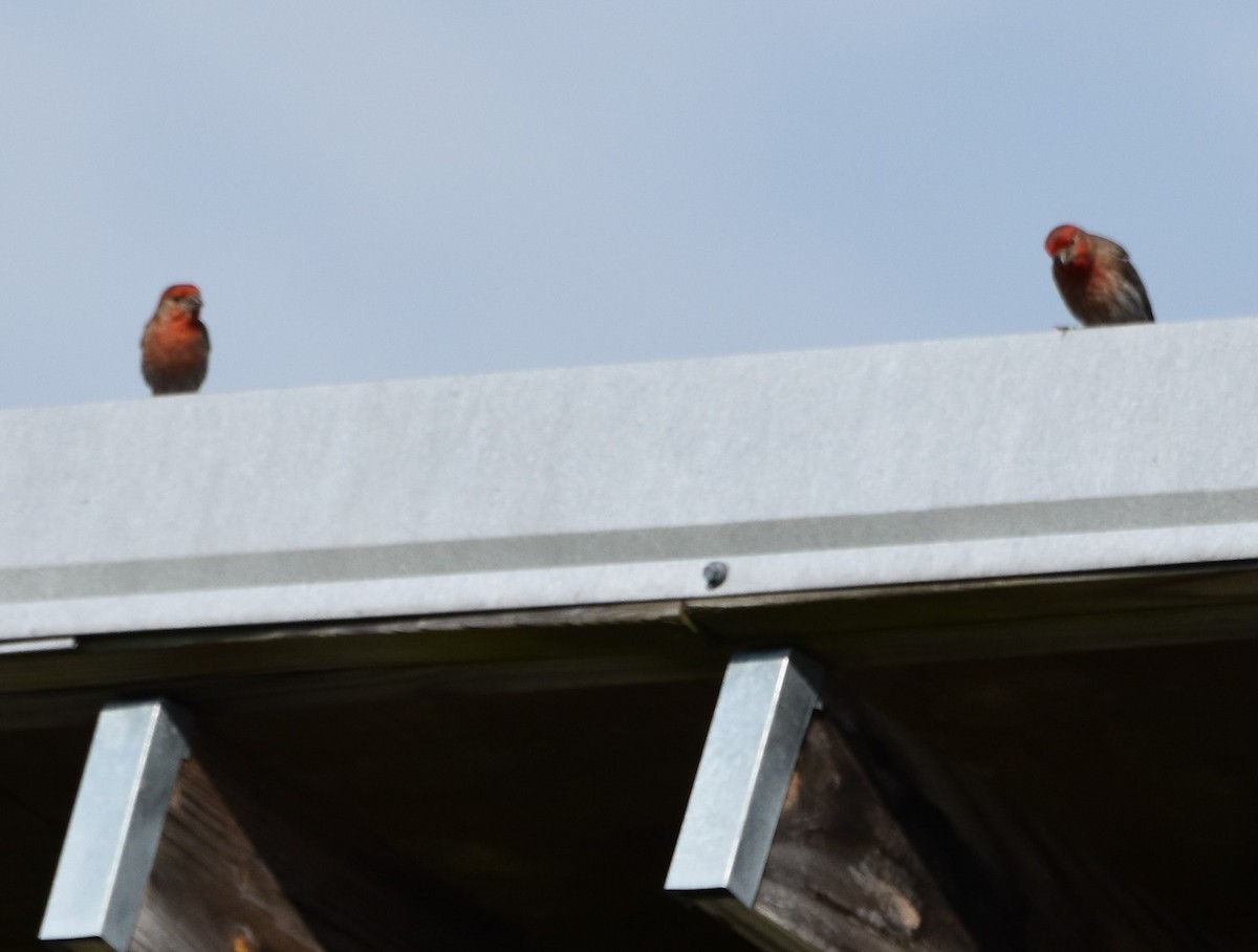 House Finch - ML620645753