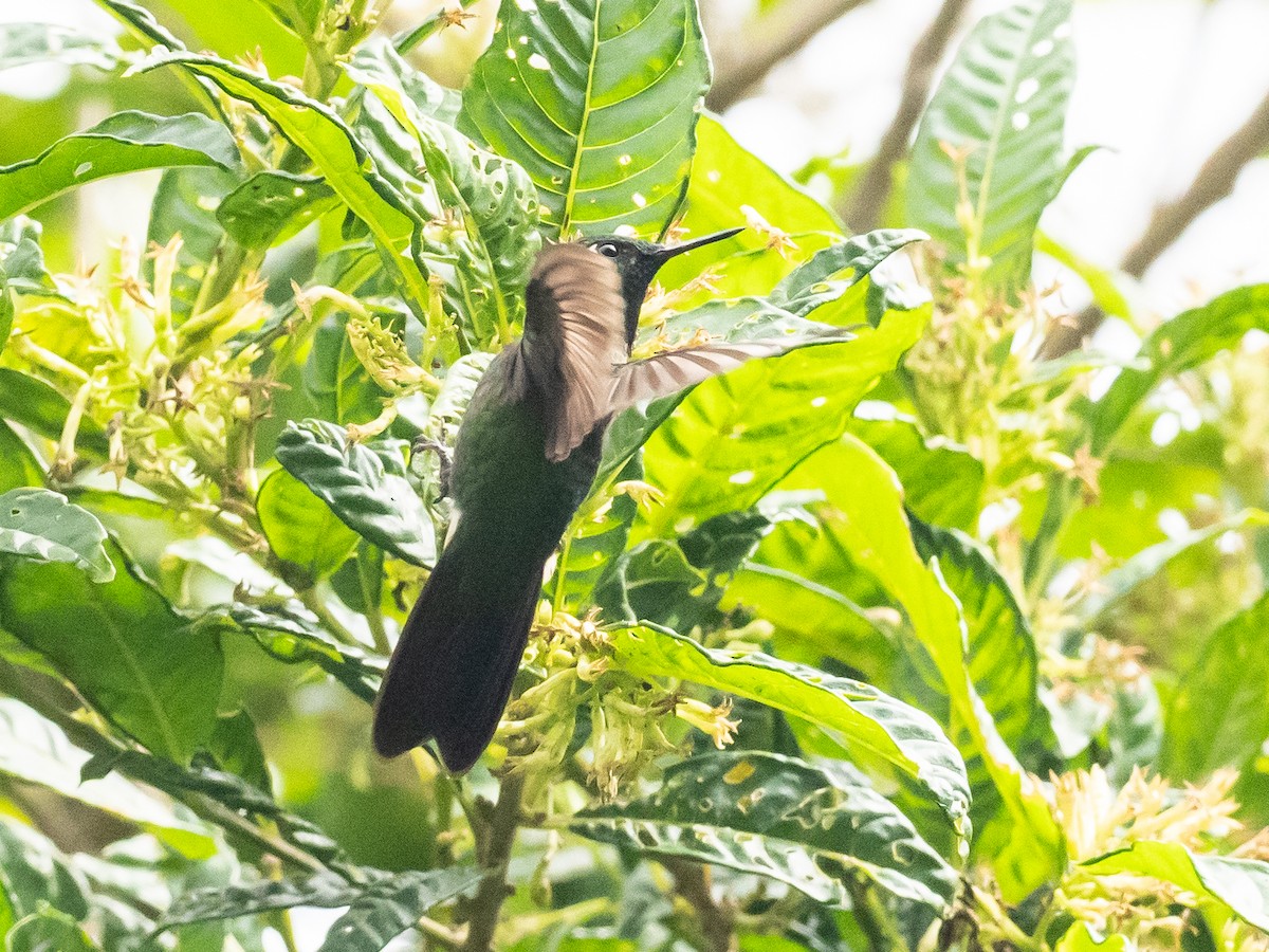 kolibřík dřišťálový (ssp. districta) - ML620645755