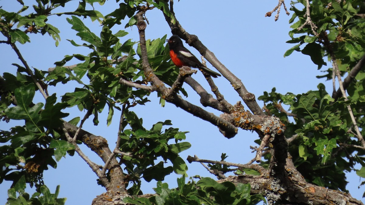 Painted Redstart - ML620645757