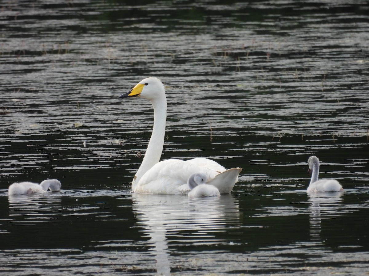 Whooper Swan - ML620645759