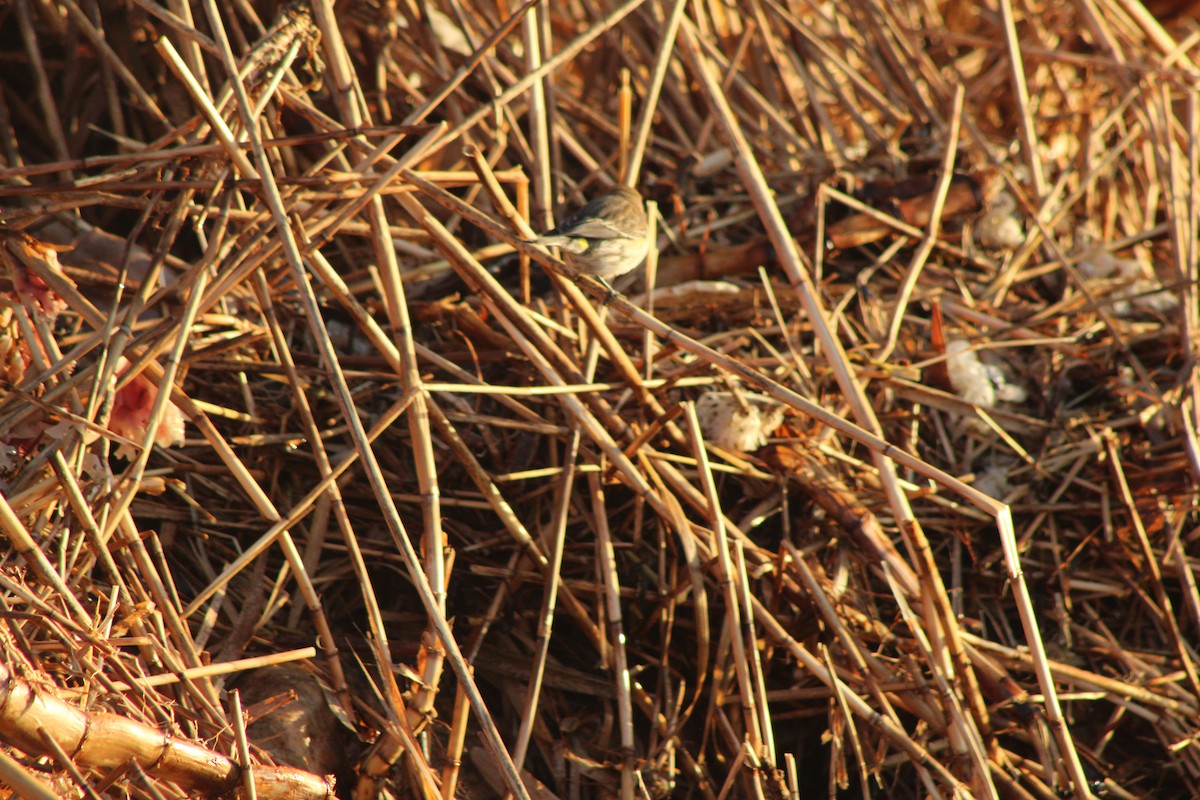 Yellow-rumped Warbler - ML620645760