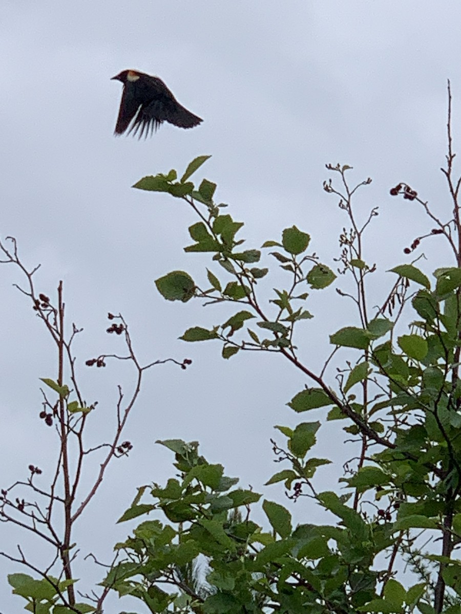 Red-winged Blackbird - ML620645764