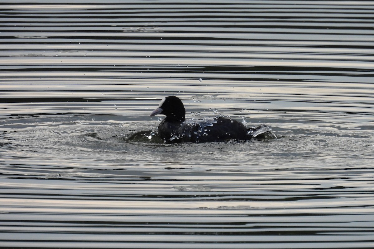 Eurasian Coot - ML620645765