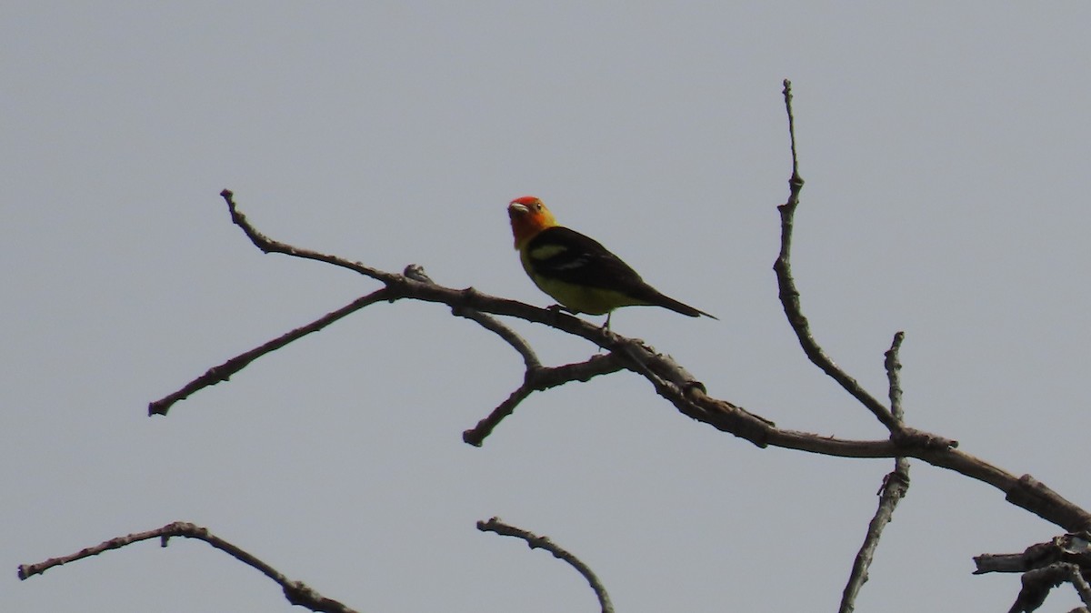 Western Tanager - Anne (Webster) Leight